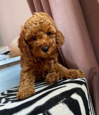 Red miniature poodles - Vienna Dogs, Puppies