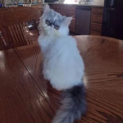 Adult Persian Cats for Sale - Other Other
