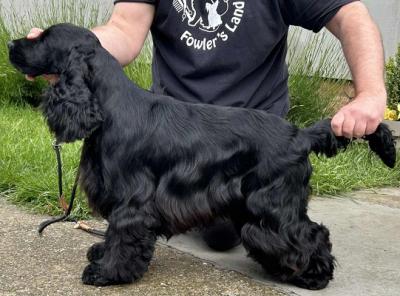 English cocker spaniel, male - Vienna Dogs, Puppies