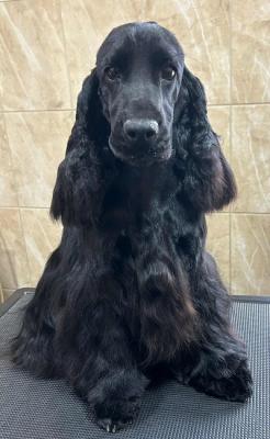 English cocker spaniel, male - Vienna Dogs, Puppies