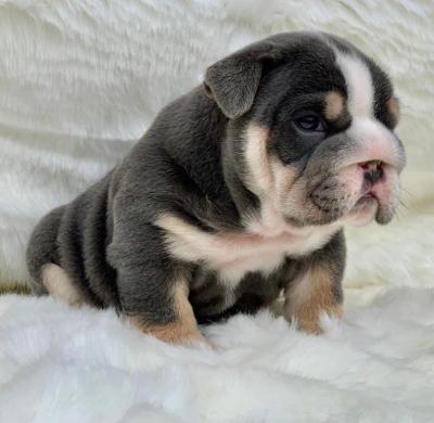 English bulldog puppies  - Dublin Dogs, Puppies