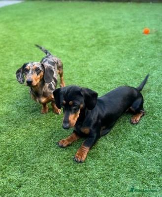 AKC registered Dachshund Puppies..whatsap : +49 15510 816005