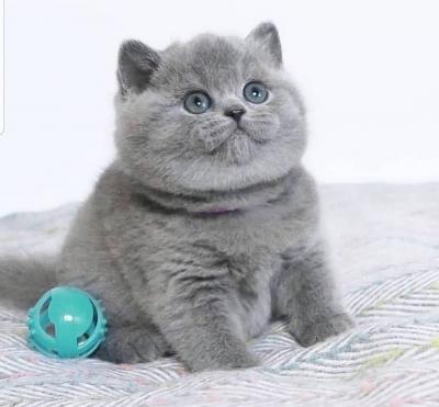 Gorgeous British Shorthair Kittens Available Now for sale.whatsap : +49 15510 816005