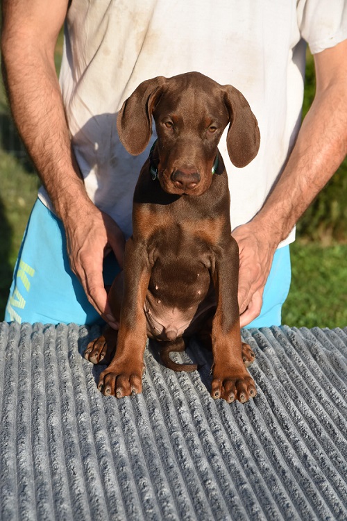 Doberman - Vienna Dogs, Puppies