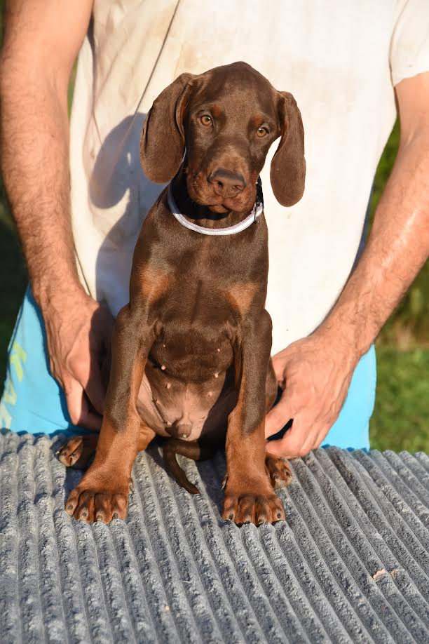 Doberman - Vienna Dogs, Puppies