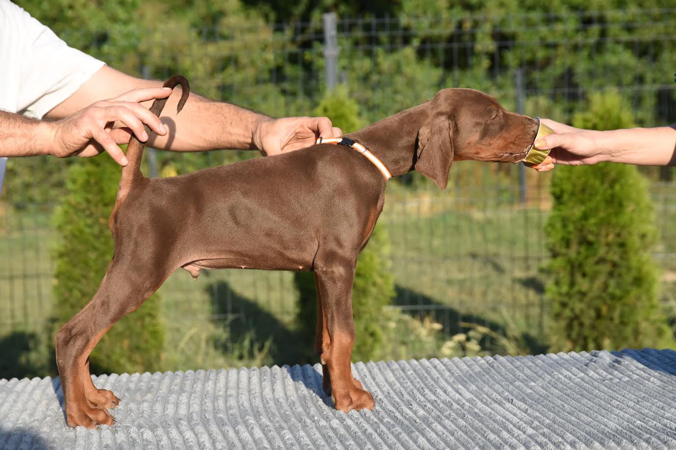 Doberman - Vienna Dogs, Puppies
