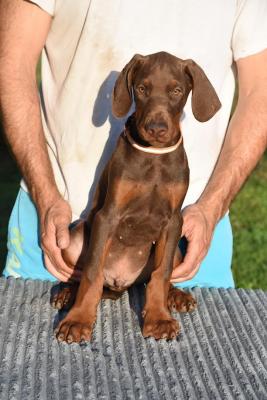Dobermann - Frankfurt (Main) Dogs, Puppies