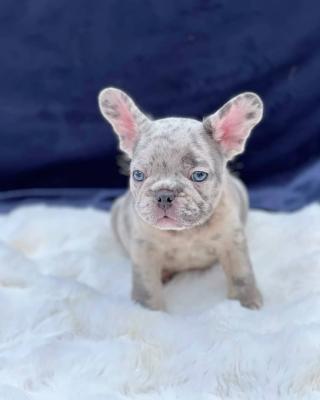 French Bulldogs for Sale. Business WhatsApp: +37256348129 - Brussels Dogs, Puppies