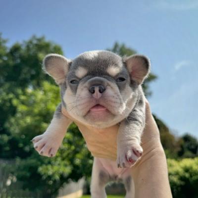 French Bulldogs for Sale. Business WhatsApp: +37256348129 - Brussels Dogs, Puppies