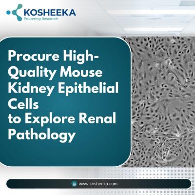 Procure High-Quality Mouse Kidney Epithelial Cells to Explore Renal Pathology