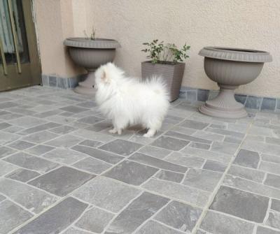 Miniature Spitz puppies - Vienna Dogs, Puppies