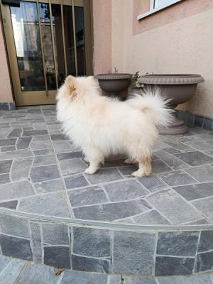 Miniature Spitz puppies - Vienna Dogs, Puppies