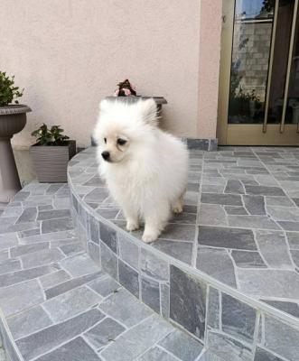 Miniature Spitz puppies - Vienna Dogs, Puppies