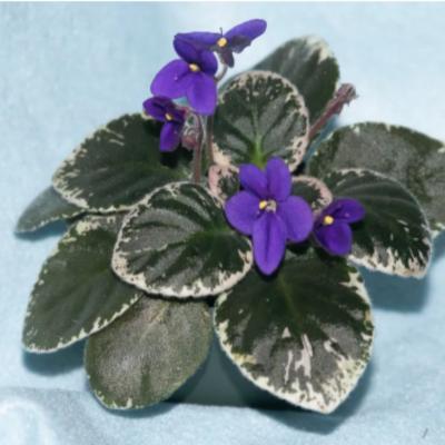 African Violets For Canada
