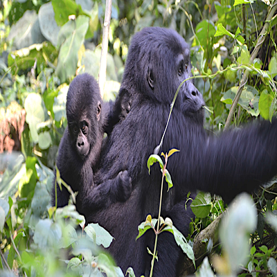 Uganda gorilla trekking tours | Genesis of Adventure 