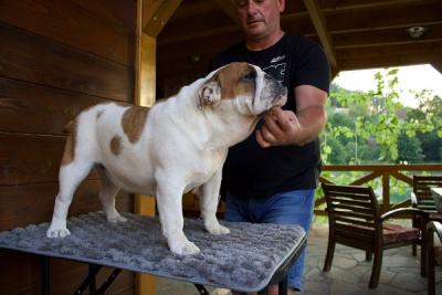 English Bulldog, female - Vienna Dogs, Puppies