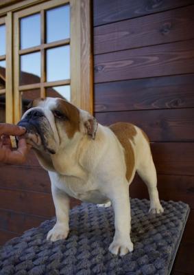 English Bulldog, female - Vienna Dogs, Puppies