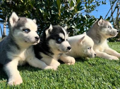 Siberian husky puppies. - Bafang Dogs, Puppies