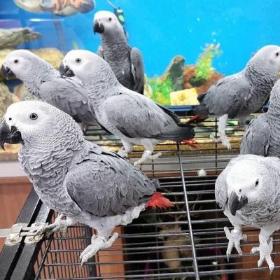 African grey parrots with papers - Bafang Birds