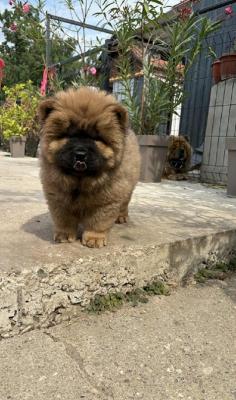Chow-chow female - Vienna Dogs, Puppies
