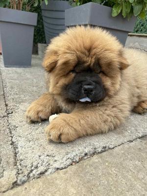 Chow-chow female - Vienna Dogs, Puppies