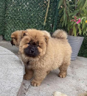 Chow-Chow-Hündin