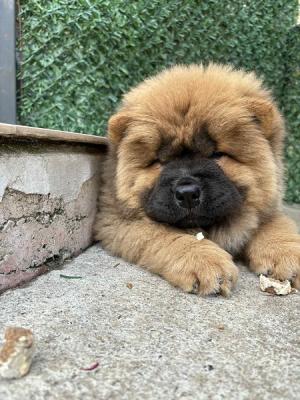 Chow-Chow-Hündin - Zurich Dogs, Puppies