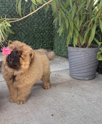 Chow-Chow-Hündin - Zurich Dogs, Puppies