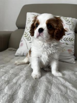 King Charles Cavalier Spaniel - Vienna Dogs, Puppies