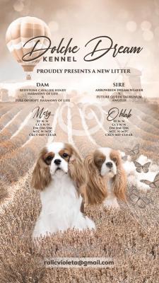 King Charles Cavalier Spaniel - Vienna Dogs, Puppies