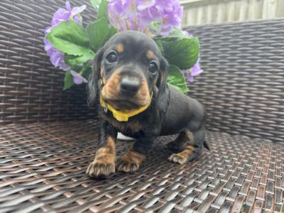 Zwergdackel  - Vienna Dogs, Puppies