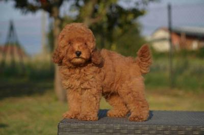 Zwergpudel - Vienna Dogs, Puppies