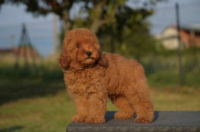 Zwergpudel - Vienna Dogs, Puppies