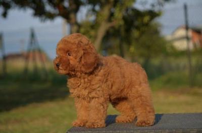 Zwergpudel - Vienna Dogs, Puppies