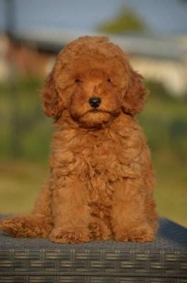 Zwergpudel - Vienna Dogs, Puppies