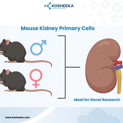 Mouse Kidney Primary Cells- Ideal for Renal Research