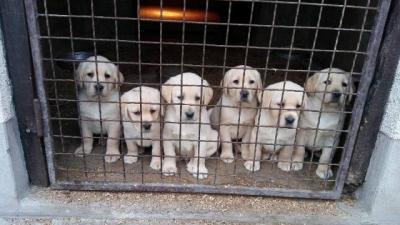 Labrador Retriever Welpen - Vienna Dogs, Puppies