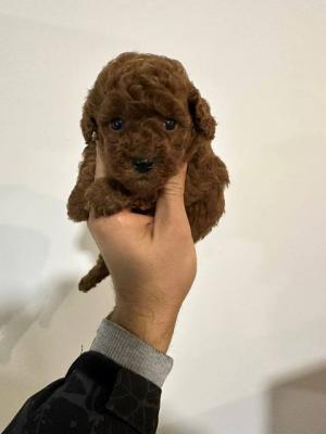 Zwergpudel aus erstklassiger Abstammung - Vienna Dogs, Puppies