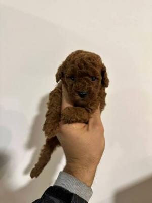 Zwergpudel aus erstklassiger Abstammung - Vienna Dogs, Puppies