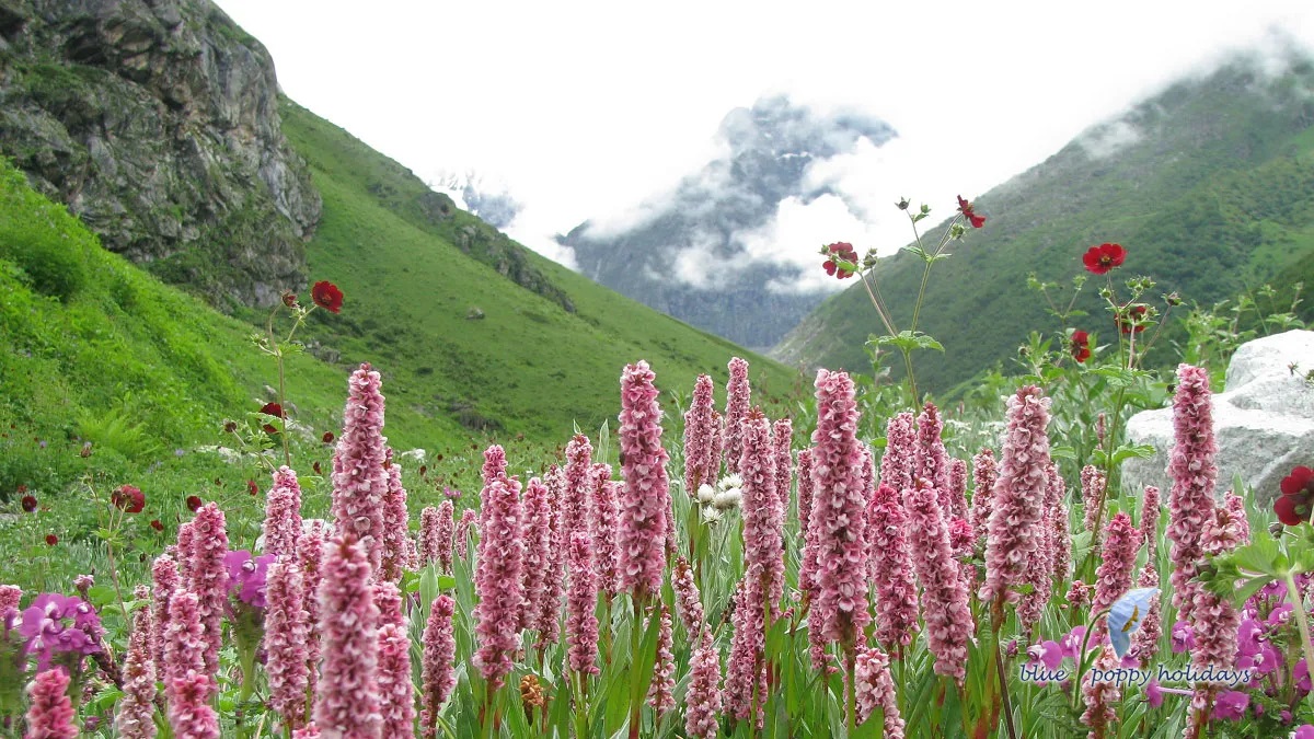 All Details Of Valley Of Flowers