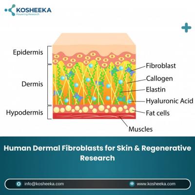 Human Dermal Fibroblasts for Skin & Regenerative Research
