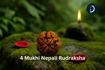 Get Authentic 4 Mukhi Nepali Rudraksha at Daivik Cart