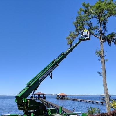 Tree Trimming Service Florida