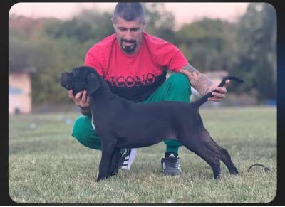 Cane Corso Welpen