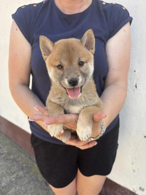 SHIBA INU, excellent puppies - Vienna Dogs, Puppies