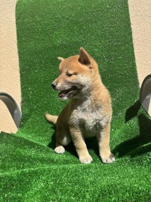 SHIBA INU, excellent puppies - Vienna Dogs, Puppies