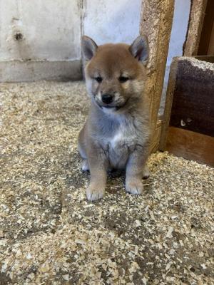 SHIBA INU, excellent puppies - Vienna Dogs, Puppies