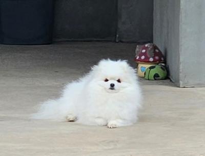 Pomeranians, wunderschöne Welpen - Zurich Dogs, Puppies