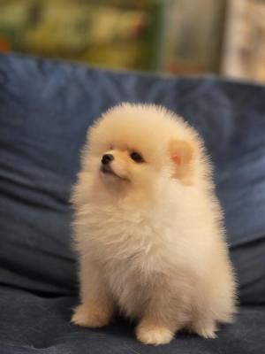 Pomeranians, wunderschöne Welpen - Zurich Dogs, Puppies