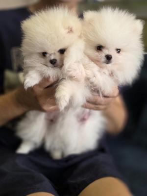 Pomeranians, beautiful puppies